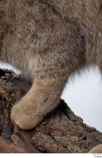 Wildcat Felis silvestris leg 0004.jpg